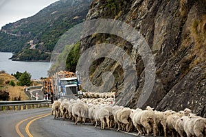 Flock of sheep being herded down a rural, highway road to Queenstown on New Zealand`s South Island