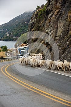 Flock of sheep being herded down a rural, highway road to Queenstown on New Zealand`s South Island