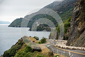 Flock of sheep being herded down a rural, highway road to Queenstown on New Zealand`s South Island