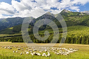 Flock of sheep in Belianske tatras mountains, Slovakia