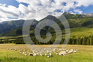 Stádo ovcí v Belianských Tatrách, Slovensko