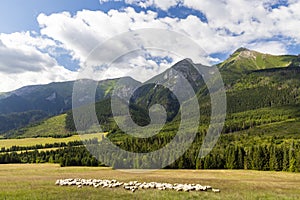 Flock of sheep in Belianske tatras mountains, Slovakia