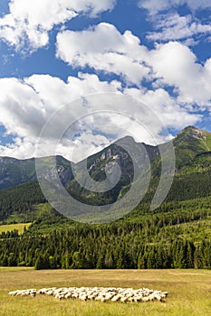 Flock of sheep in Belianske tatras mountains, Slovakia