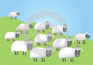 A flock of sheep photo