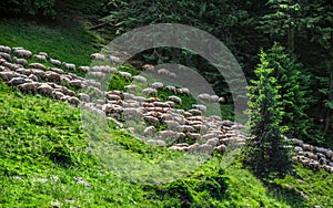 A flock of sheep climb on the mountain - pine forest