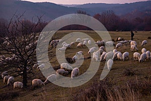 The flock of sheep on a cool evening near the dark forest. Domestic animals returned to the barn in the rural area