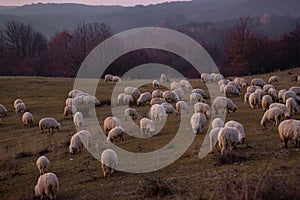 The flock of sheep on a cool evening near the dark forest. Domestic animals returned to the barn in the rural area