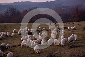 The flock of sheep on a cool evening near the dark forest. Domestic animals returned to the barn in the rural area