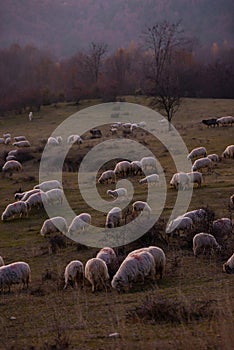 The flock of sheep on a cool evening near the dark forest. Domestic animals returned to the barn in the rural area