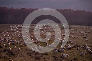 The flock of sheep on a cool evening near the dark forest. Domestic animals returned to the barn in the rural area