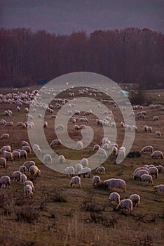 The flock of sheep on a cool evening near the dark forest. Domestic animals returned to the barn in the rural area