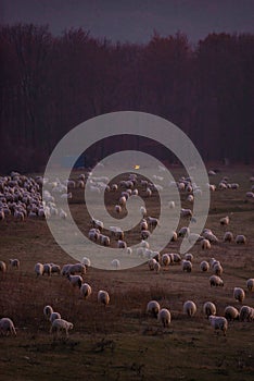 The flock of sheep on a cool evening near the dark forest. Domestic animals returned to the barn in the rural area