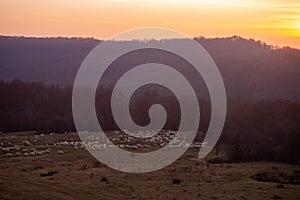 The flock of sheep on a cool evening near the dark forest. Domestic animals returned to the barn in the rural area