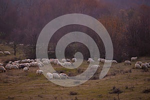 The flock of sheep on a cool evening near the dark forest. Domestic animals returned to the barn in the rural area