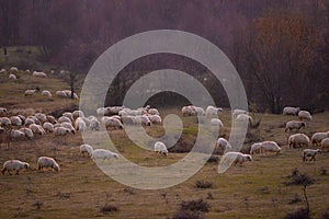 The flock of sheep on a cool evening near the dark forest. Domestic animals returned to the barn in the rural area