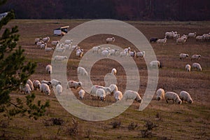 The flock of sheep on a cool evening near the dark forest. Domestic animals returned to the barn in the rural area