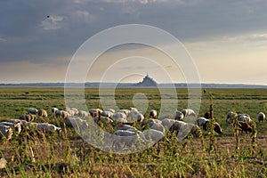 Flock of sheep in countryside