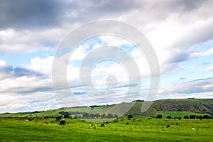 Flock of Sheep and Cows on Beautiful Green Meadow on Cloudy Day