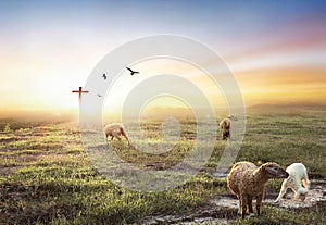 Flock of sheep on cross of Jesus christ and sunset background