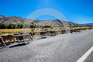 Flock of sheep crossing the public road of New Zealand