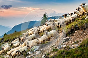 Flock of sheep descend slopes in the Carpathian mountains photo