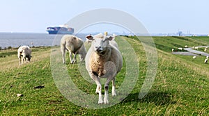 Flock of sheep on the dike of the Elbe river with container ship