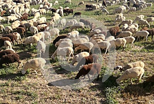 Flock of sheep. Domestic ruminants grazing. Spanish agricultural and livestock industry.