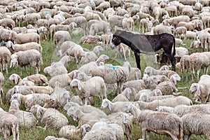 A flock of sheep and a donkey rest during transhumance