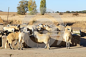 Flock of sheep drinking at a fountain. Tamara de Campos, Palencia, Spain.
