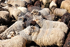 A flock of sheep driven together in a small space