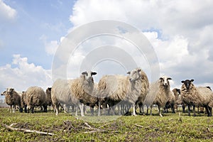 Flock of sheep in dutch meadow near woudenberg in the province o