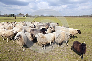 Flock of sheep in dutch meadow near woudenberg in the province o