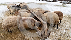 Flock of sheep in eastern anatolia, Bitlis, Turkey