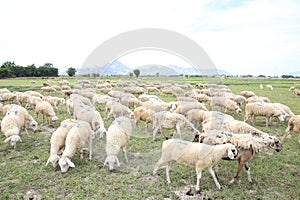 Sheep photo