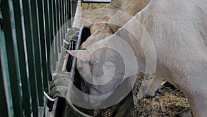 Flock of sheep eating compound feed at animal exhibition, trade show