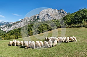 Flock of sheep eating grass