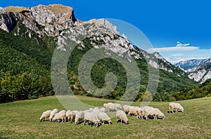 Flock of sheep eating grass