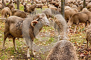 Flock of sheep eating grass