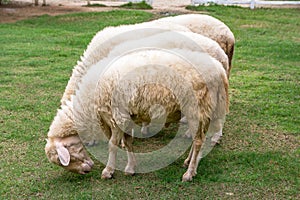 Flock of sheep eating grass at a farm