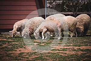 A flock of sheep eating green grass at local farm.