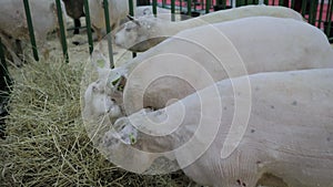 Flock of sheep eating hay at animal exhibition