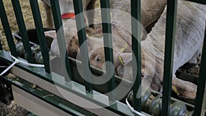 Flock of sheep eating hay at animal exhibition - close up