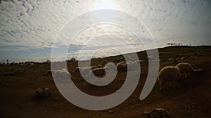 Flock of sheep in the evening sun, near the border between Turkey and Syria