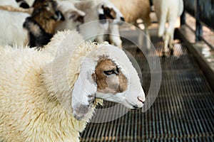 Flock of sheep on the farm