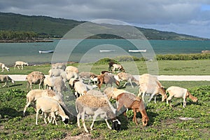 Flock of sheep feeding near the sea, Rodrigues Island