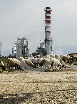 A flock of sheep feeds close to the oil refining complex in Corinth, Greece.