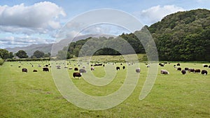 Flock of sheep in field