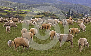 Flock of sheep in a field