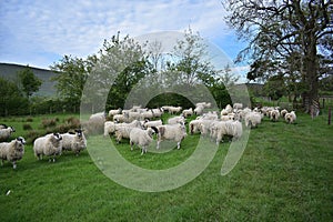 Flock of sheep in field