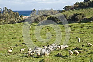 Flock of sheep in field